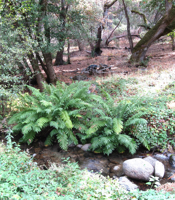 Rattlesnake Creek
