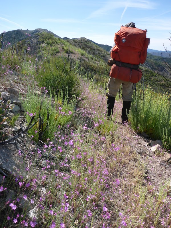 Flowers along black cone trail
