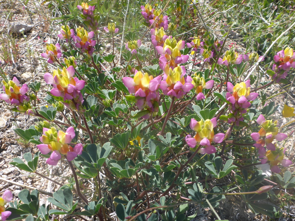 Harlequin lupin