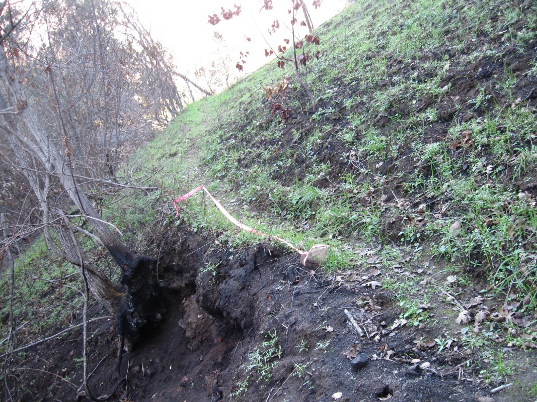 Burnt brush with regrowth