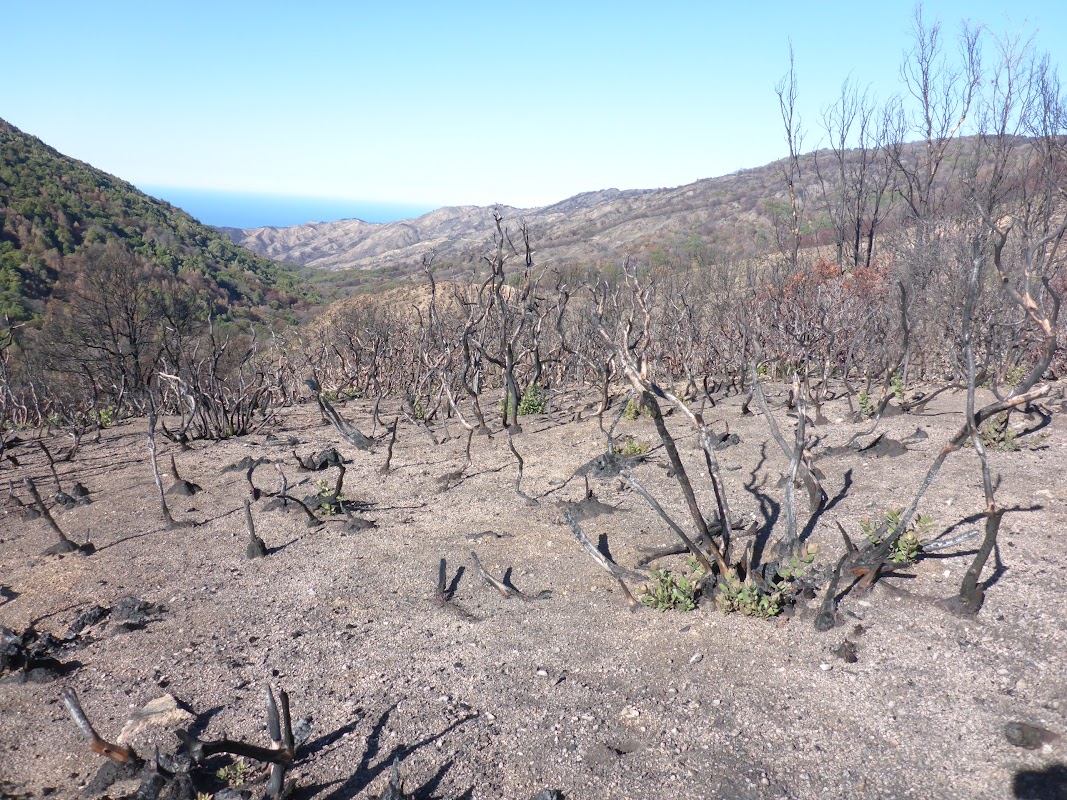 Skinner Ridge stubble
